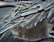 Thumbs/tn_021 Am Biberbau_2 11022004.jpg